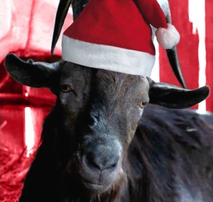 Black Phillip as "Santa Goat" 2016